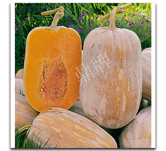 С�ֶ��۱�-�ϹϷN��-���ƷN��