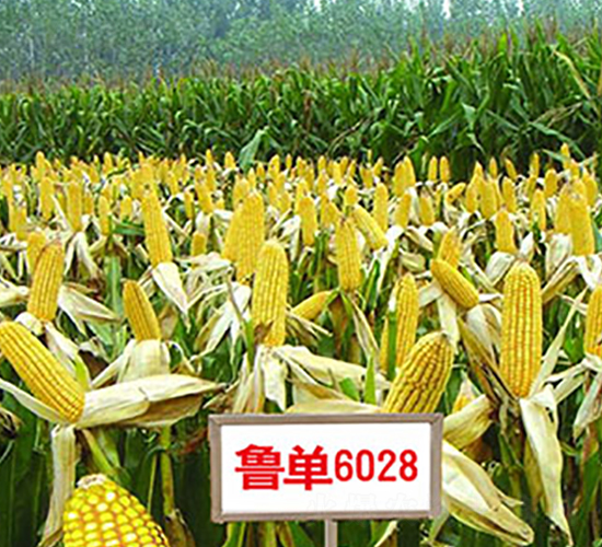 魯單6028-玉米種子-光岳種子