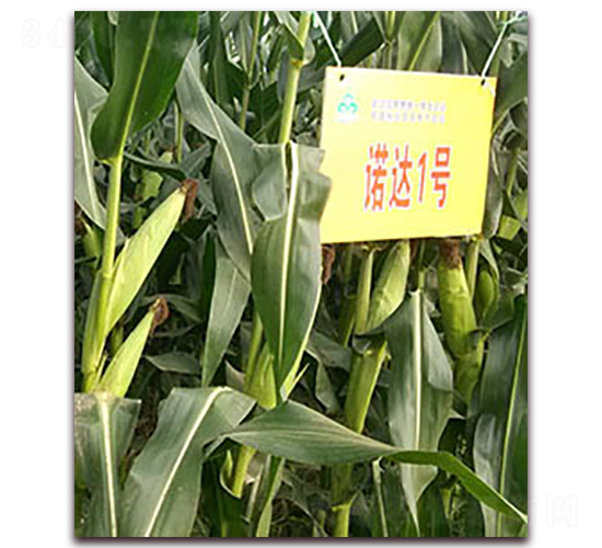 �Z�_(d��)1̖(h��o)-���׷N��-�����N��