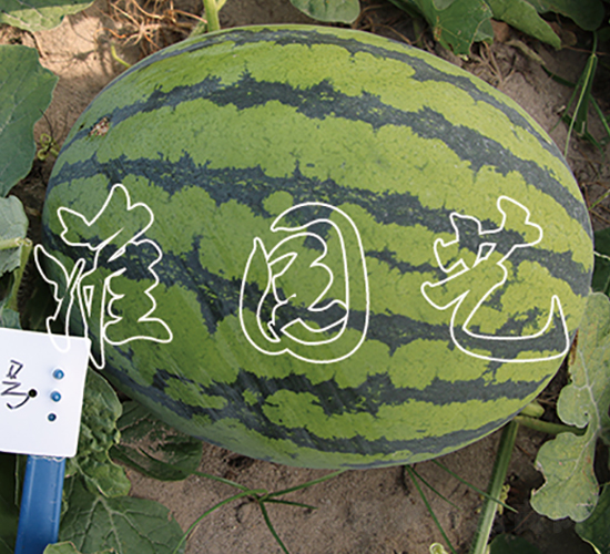 ����9̖-���ϷN��-�����@ˇ