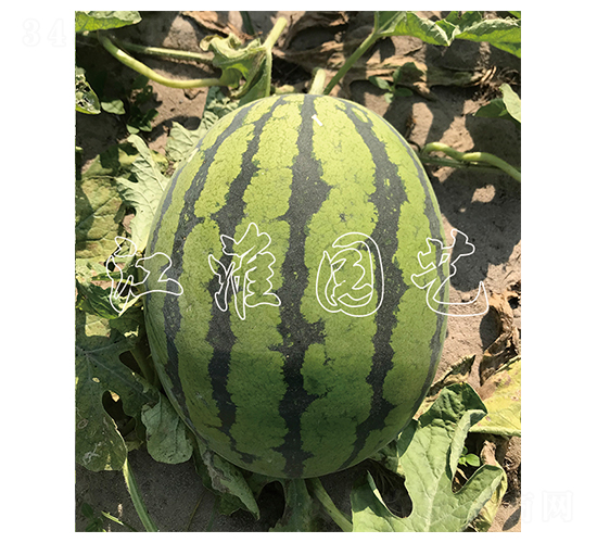 糖王12號-西瓜種子-江淮園藝