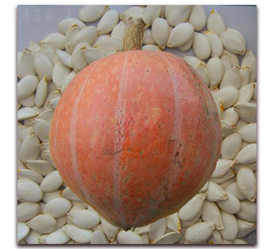 �ش�ѩ��Ƭ-�ϹϷN��-���i�N�I(y��)