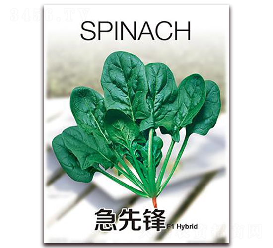 急先鋒-菠菜種子-金鵬種業(yè)
