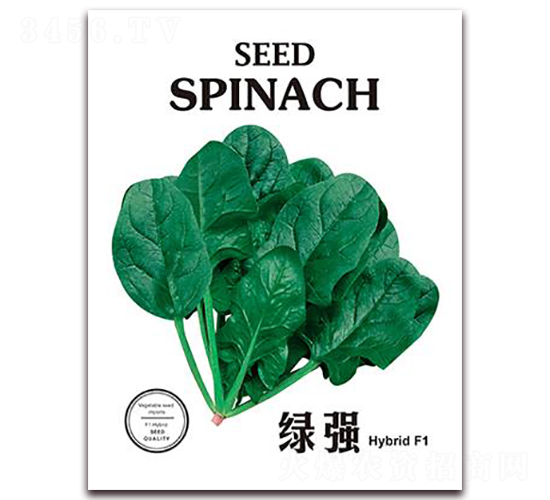 綠強-菠菜種子-金鵬種業(yè)