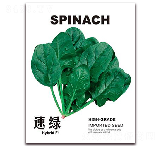 速綠-菠菜種子-金鵬種業(yè)