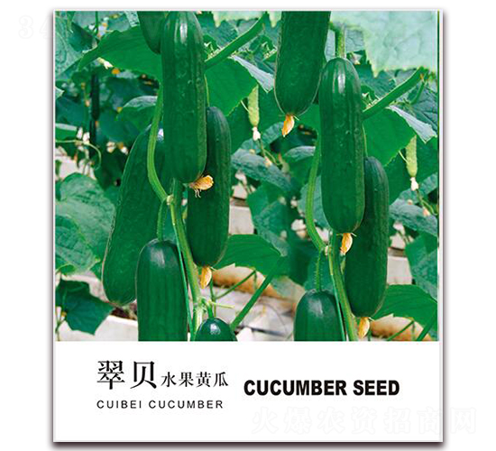 翠貝水果黃瓜-水果黃瓜種子-金鵬種業(yè)