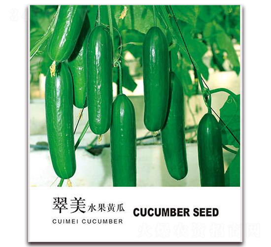 翠美水果黃瓜-水果黃瓜種子-金鵬種業(yè)