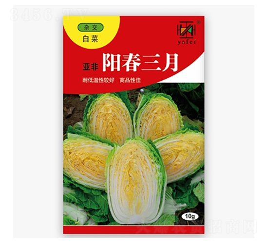 陽(yáng)春三月-白菜種子-亞非
