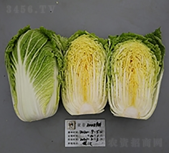 亞非20039-白菜種子-亞非