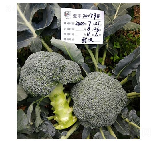 西蘭花20179-西蘭花種子-亞非