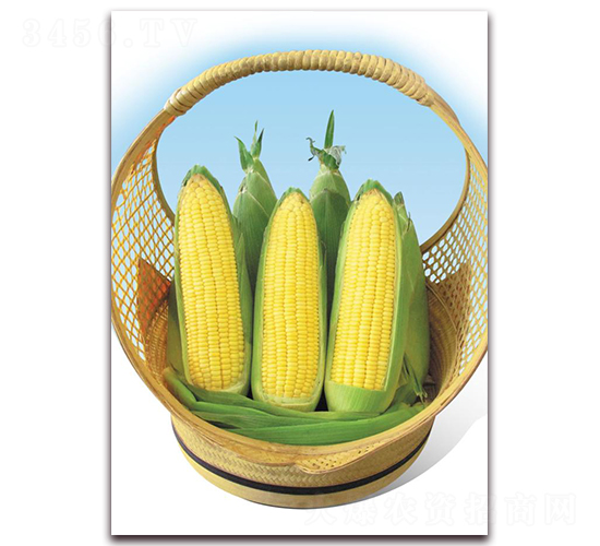 正美四號-鮮食玉米種子-東方正大