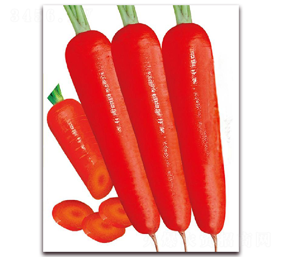 寶吉一號-胡蘿卜種子-東方正大