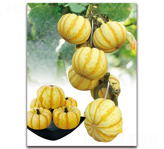 ����ی�-�ϹϷN��-�|������