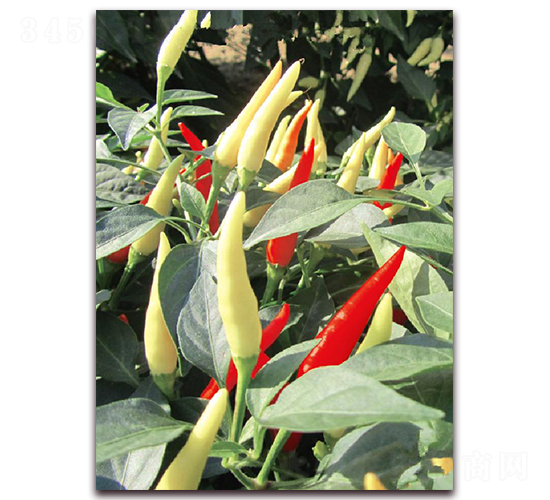 正鴻五號-辣椒種子-東方正大