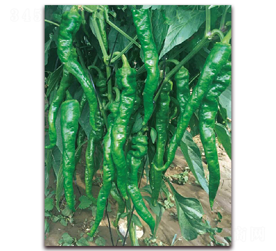 ����815-�����N��-�|������