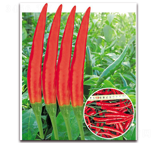 正鴻美-辣椒種子-東方正大