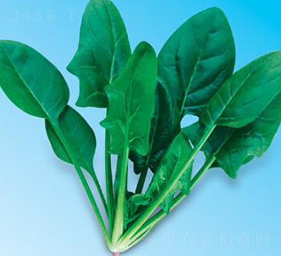 綠優(yōu)秀6號(hào)-菠菜種子-微萌種業(yè)