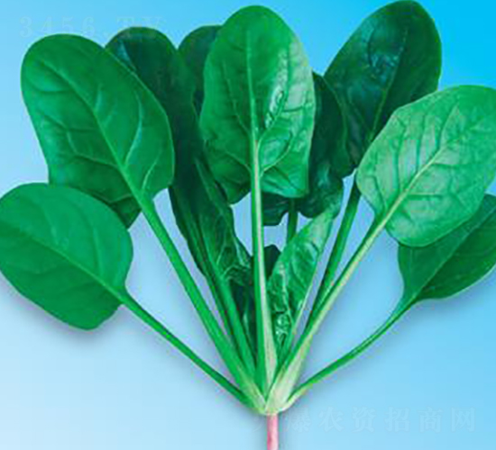 綠優(yōu)秀7號(hào)-菠菜種子-微萌種業(yè)