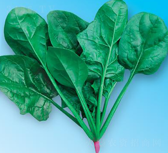 綠優(yōu)秀5號(hào)-菠菜種子-微萌種業(yè)