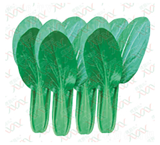 初綠速成雞毛菜-青菜種子-微萌種業(yè)