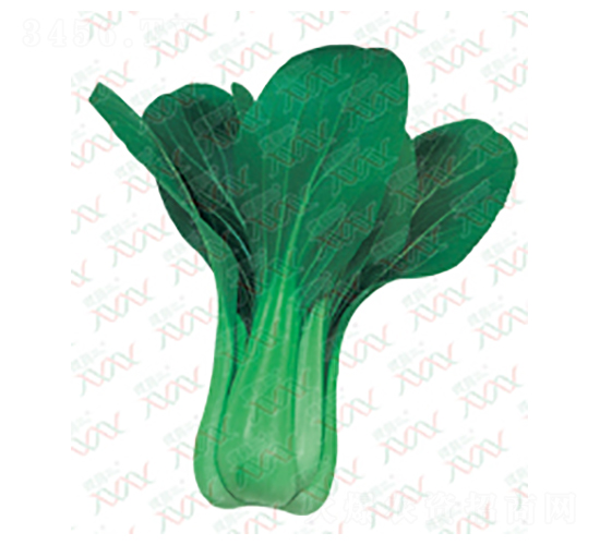 夏景-青菜種子-微萌種業(yè)