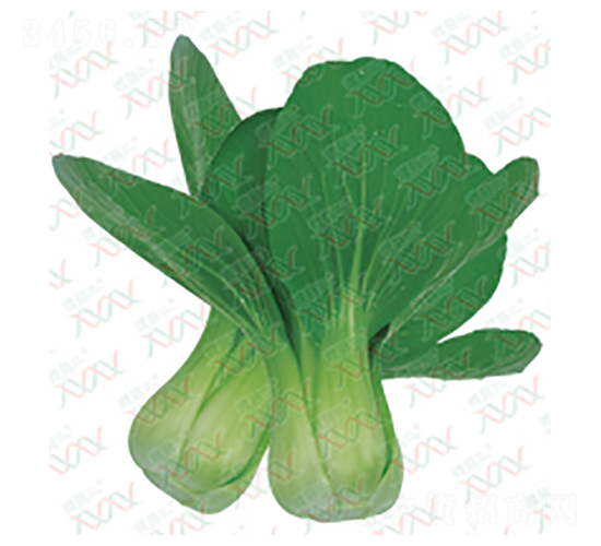夏尊-青菜種子-微萌種業(yè)