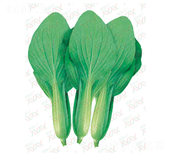 一燦夏景-青菜種子-微萌種業(yè)