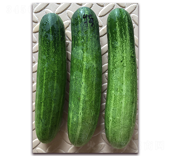 雅美特-黃瓜種子-正大種子