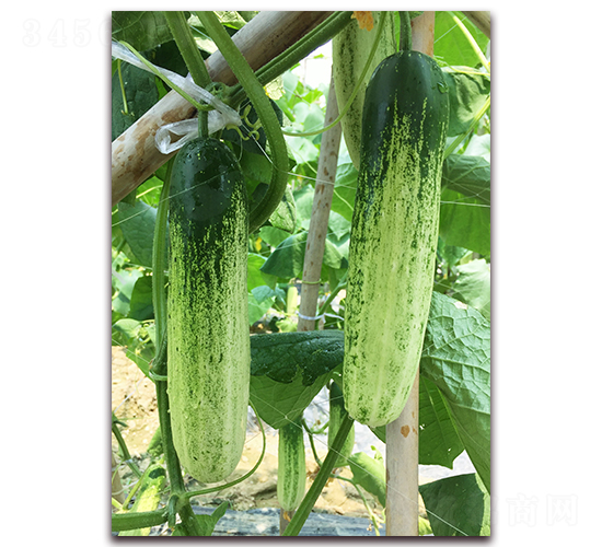 ������һ̖(h��o)-�S�ϷN��-����N��