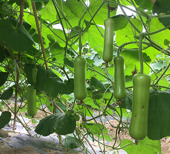 綠太郎二號-黃瓜種子-正大種子