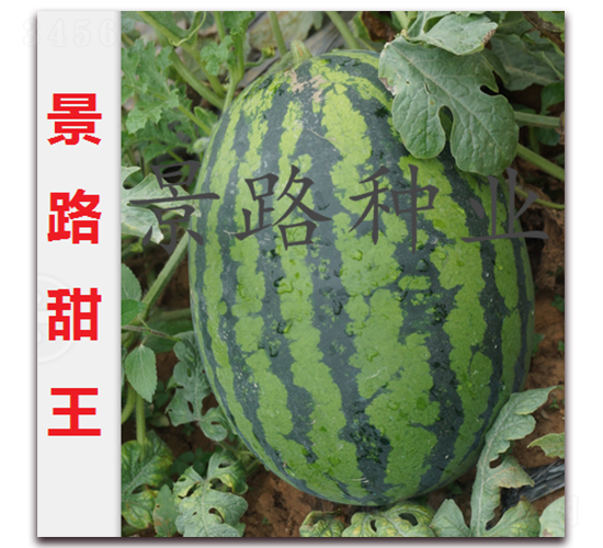 ��·����-�����ϷN��-��·�N�I(y��)