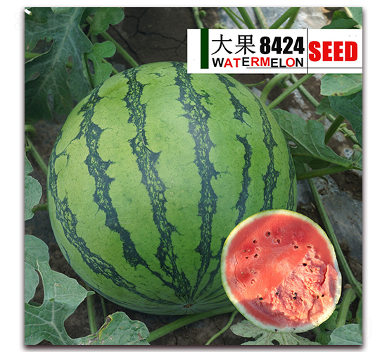 ���8424-�����ϷN��-��·�N�I(y��)