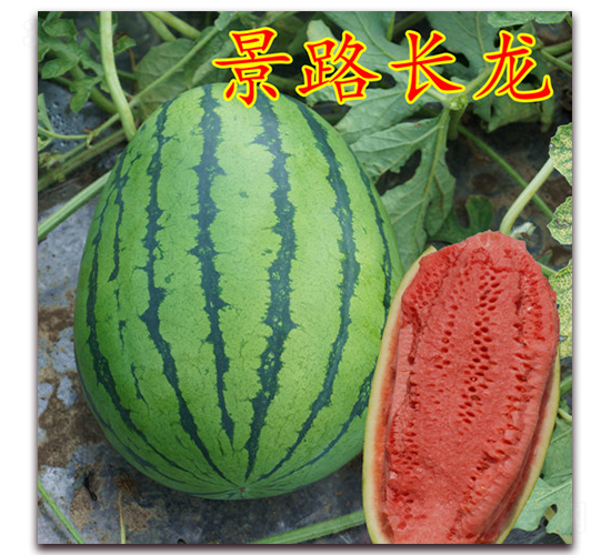 ��·�L��-�����ϷN��-��·�N�I(y��)