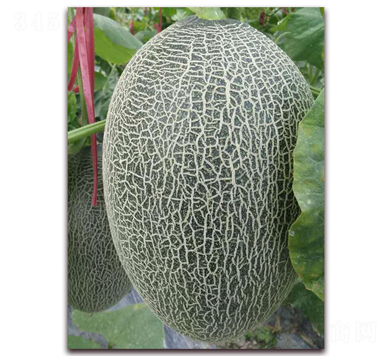 新紅蜜17號-哈密瓜種子-科龍種子