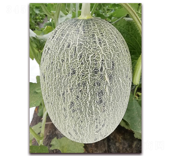 ������7̖(h��o)-���ܹϷN��-�����N��