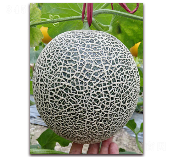 �ƾW(w��ng)���̖(h��o)-���ܹϷN��-�����N��