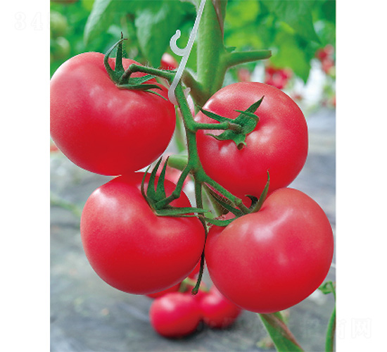 �����̖-���ѷN��-����