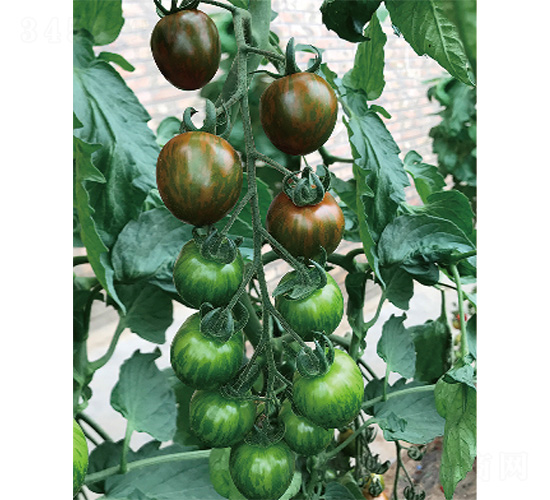 ����-���ѷN��-����