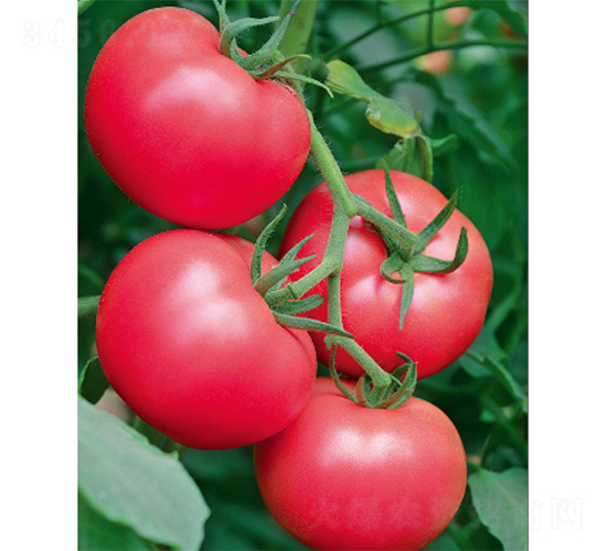 ��ӯһ̖(h��o)-���ѷN��-����