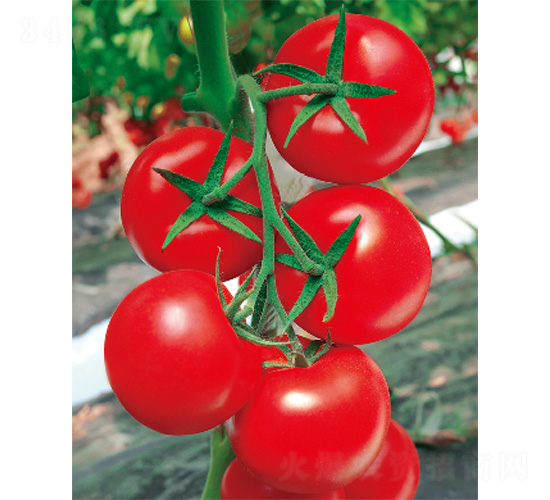 ؐ����-���ѷN��-����