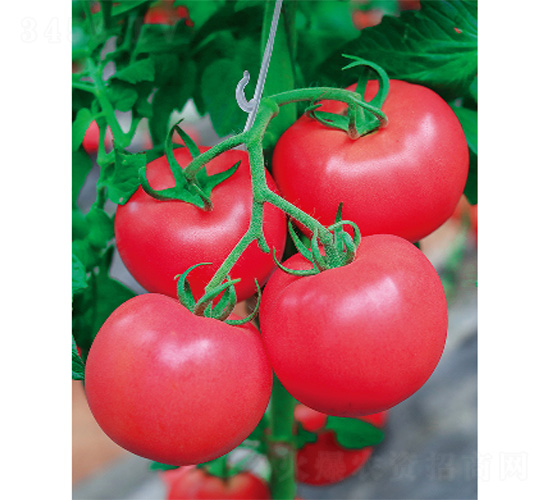 ������̖-���ѷN��-����