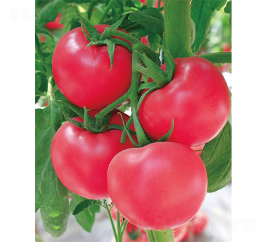 ����307-���ѷN��-����