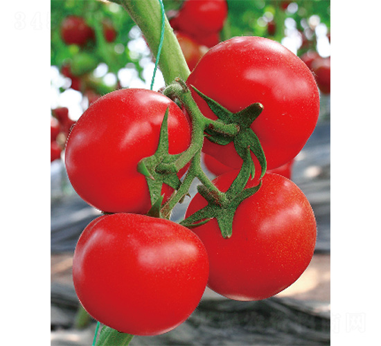 ����-���ѷN��-����