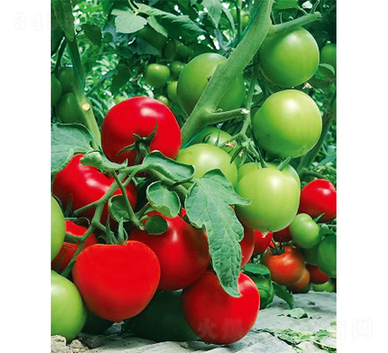 �S����-���ѷN��-����