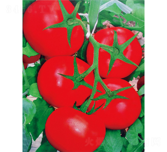 ����ʮ̖-���ѷN��-����