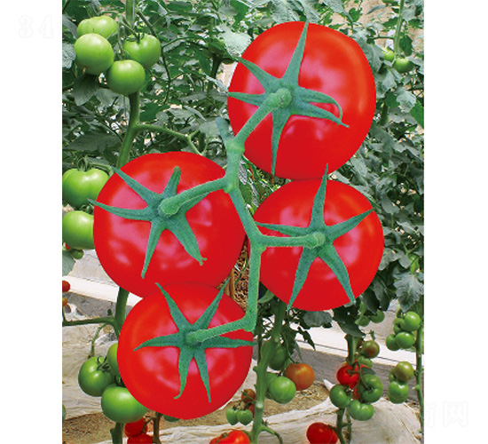 ������̖-���ѷN��-����