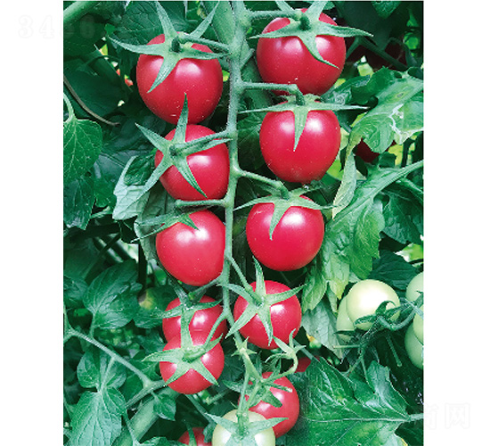 ��Ѷ�̖(h��o)-���ѷN��-����