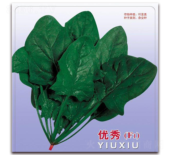 理想219-菠菜種子-艾尼德