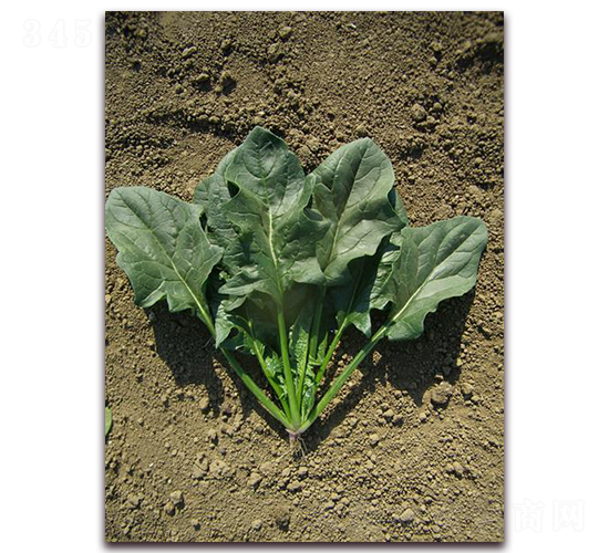 希望163-菠菜種子-艾尼德