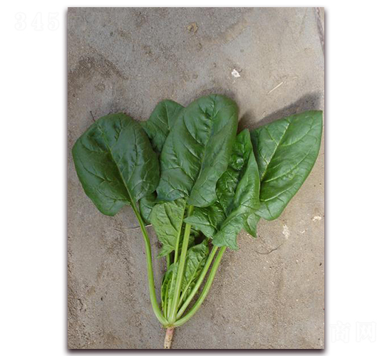 優(yōu)綠188-菠菜種子-艾尼德